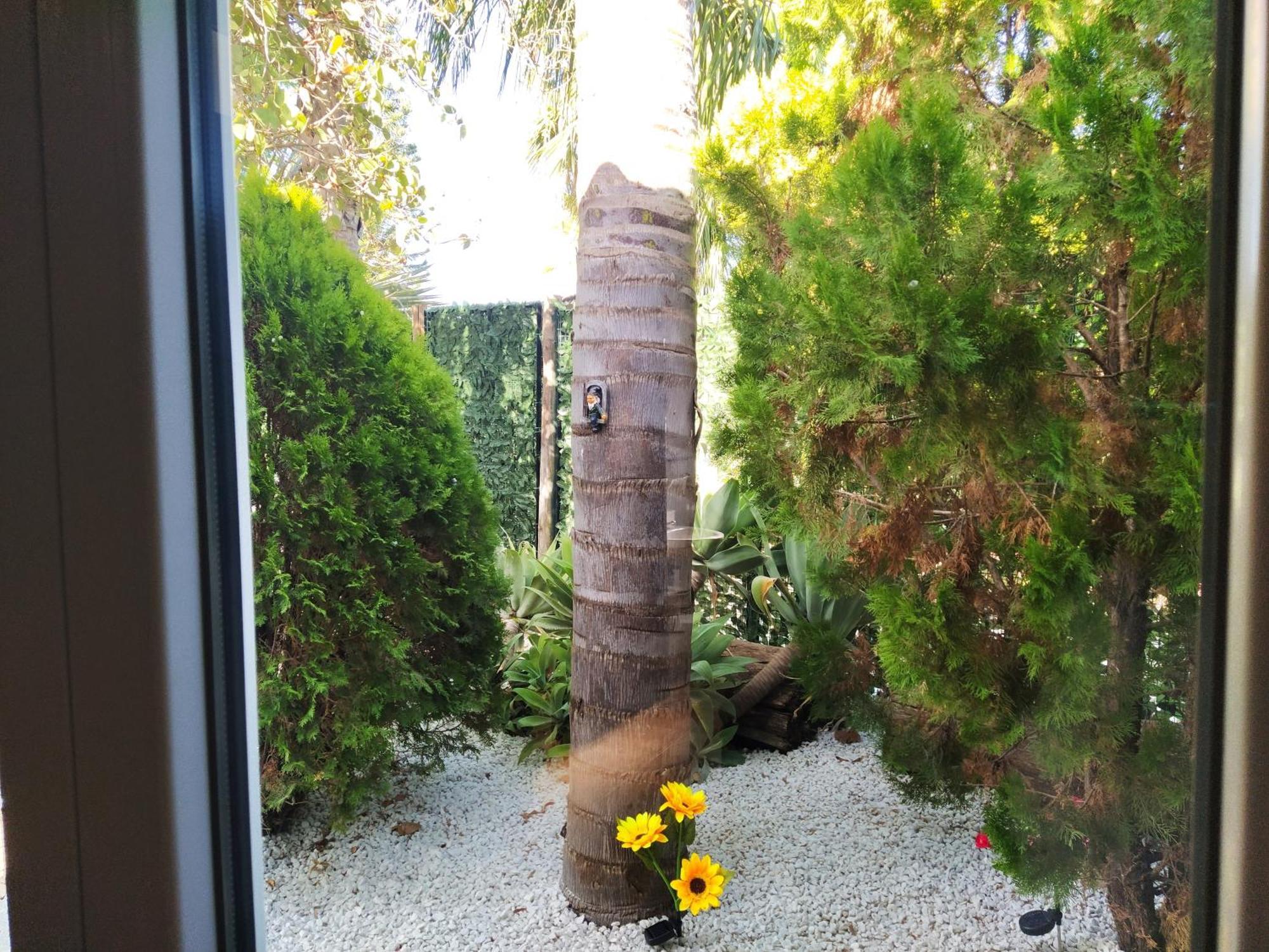 Alegría *